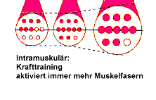 A különböző típusú edzések hatása a rostok számára és területére Gyors rostok Edzés előtt FT ST Lassú rostok ST Gyors erő FT Erő állóképesség Erőedzés egyre több izomrostot aktivál, nő a