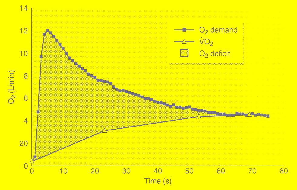 Az O 2 felvétel, az O 2 szükséglet és az O 2 hiány alakulása rövid idejű maximális
