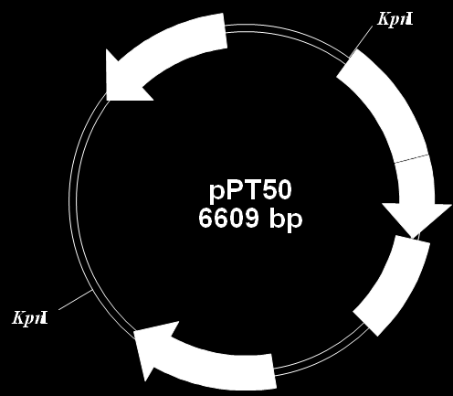 Eredmények és értékelésük 52 6. EREDMÉNYEK ÉS ÉRTÉKELÉSÜK 6.1. Xantofillok termeltetése Mucor circinelloides-ben A Paracoccus sp.