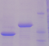 Plazmid/baktérium Telepek átmérői (cm) Átmérők átlaga (cm) pkt-1/sjw2536 2,6 2,7 2,7 2,67 D3-deléciós/SJW2536 1,7 1,7 1,8 1,73 -/SJW2536 0,3 0,3 0,3 0,3 10. táblázat: Motilitás teszt eredményei.