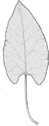 4.1.16.1. Fallopia Tatáriszalag Fallopia baldschuanica Tadzsikiszalag (F. aubertii, Reynoutria b., R. aubertii, Polygonum baldschuanicum) 15 20 m magasra csavarodva feljutó kúszócserje.