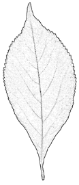 Callicarpa bodinieri Caryopteris incana (C. mastacanthus) Kìnai kékszakáll 50 100 cm-es, ívesen lehajló vesszejű, gömbölyded cserje. Levelei tojásdadok vagy hosszúkás tojásdadok, durván fűrészesek.