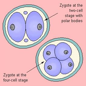 Barázdálódás I. (szedercsíra) A 2 sejtes stádium után a zigóta mitózisokkal osztódik. A leánysejtek az u.n. blastomera-k.