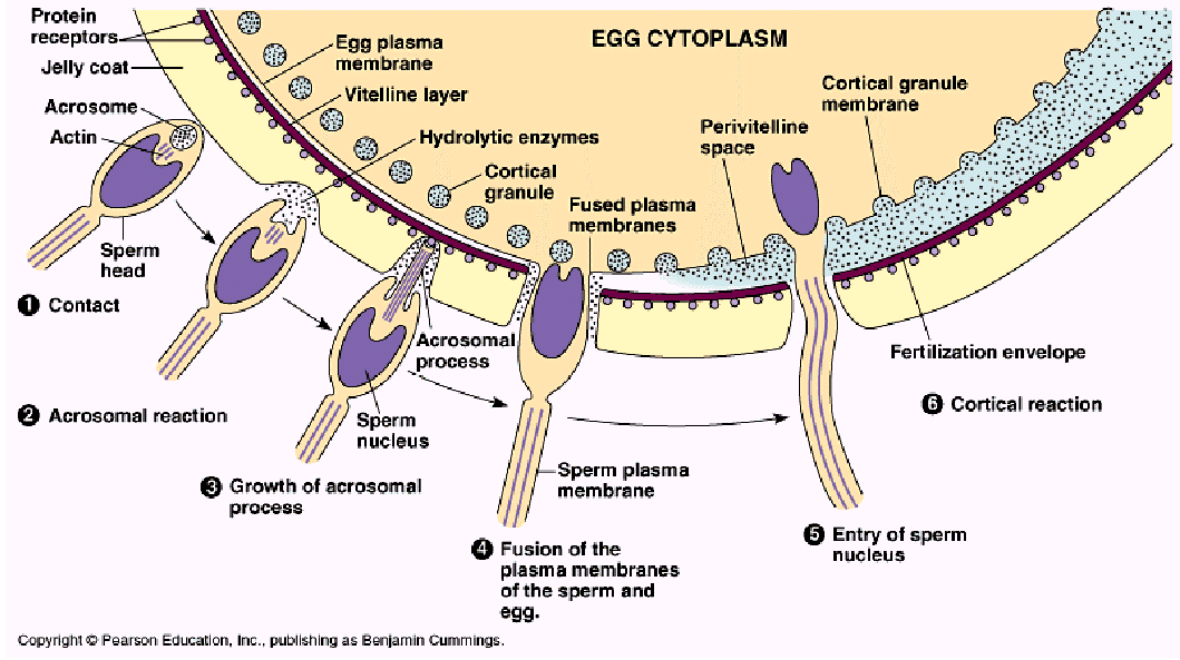 A termékenyülés fázisai: 1. Áthatolás a corona radiatan (csak a capacitált spermiumok jutnak át szabadon) 2. Zona pellucida penetrálása: a z.p. permeabilitása megváltozik, amint a spermium érintkezik vele.