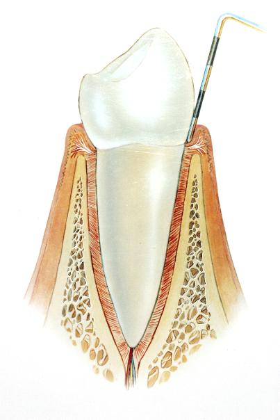 Parodontium: (görög) fogágy Részei: 1. Íny (gingiva) 2.