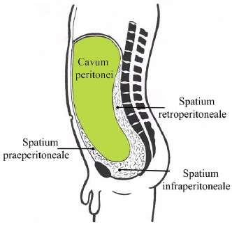 Cavum peritonei és hasüreg Cavum peritonei Praeperitonealis térség
