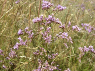 3.9.2. Sóvirág (Limonium) A sóvirág A sóvirág a Plumbaginales (kékgyökérvirágúak) rendjébe és a Plumbaginaceae családjába tartozik. Európában mintegy 1 faja és sok alfaja él. Viráguk aktinomorf.