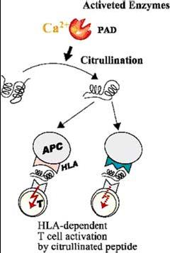 Arginin Citrullin Aktív enzim PADI Citrullináció A harmadlagos szerkezet megváltozása Negatív töltésű aminosav T-sejt aktiváció 1.
