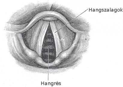 A zöngeképzés szakasza - a gégefőben találhatók a hangszalagok - a tüdőből kiáramló levegő segítségével hangkeltésre alkalmasak - nyitott hangszalagok, a levegő akadálytalanul áthalad,