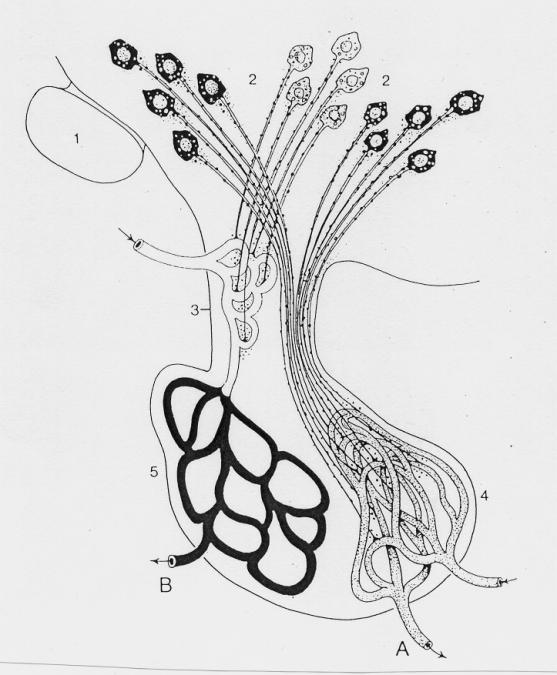 Feedback reguláció CRF hypothalamus magvai SERKENT (+) GÁTOL (-)