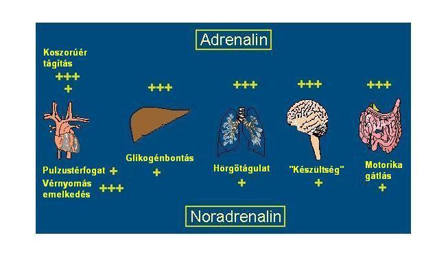 A mellékvesevelő hormonjai (katekolaminok) Neurotranszmitterek is!