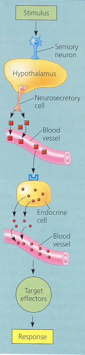 Endokrin szabályozás Közvetlen endokrin Neurohormon segítségével A