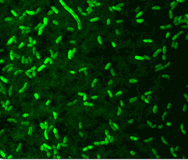 Vibrio fischeri bakteriális tesztorganizmus Vibrio fischeri NRRLB 11177 Lumineszcens fényt bocsát ki, ha jól érzi magát.