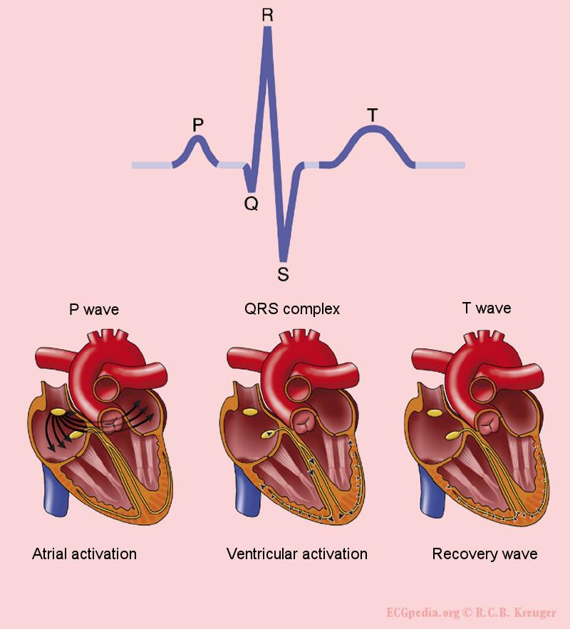 Az EKG tevékenység