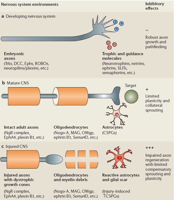 Wallerian degeneration CNS a) embrionális fejlődés alatt nem-myelinált axonok dinamikusan nőnek/visszahúzódnak trofikus és guidence molekulák szerint vezérelve b) születés után myelinizáció, ODCk