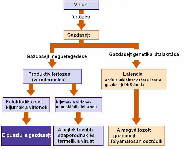 Prof.Dr. Ádám Éva D.Sc. VÍRUSOK TENYÉSZTÉSE Csak élı, fogékony sejtben 1. kísérleti állat: újszülött, felnıtt (egér, majom, gyapotpatkány, hörcsög, stb.