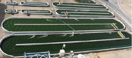 A biogáz-alga rendszer jellemzői Vállalati szinten Hígtrágya-kezelés Takarmány Trágya-gazdálkodás ÜHG Gazdasági szempontok