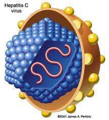 HBV HCV