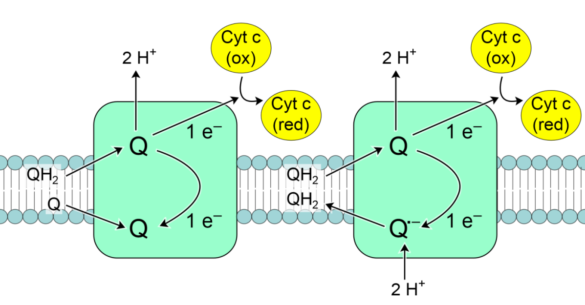A Q 10 koenzimnek három redox állapota van (6. ábra): teljesen oxidált forma (ubikinon), a szemikinon (ubiszemikinon) és a teljesen redukált forma (ubikinol).