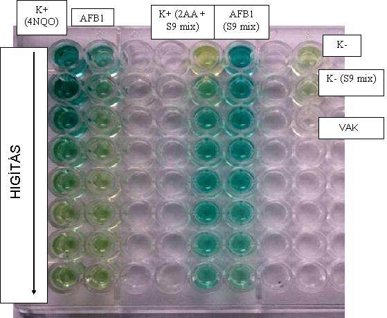 1. fázis: SOS-Chromo genotoxicitás teszt Tesztszervezet: E.