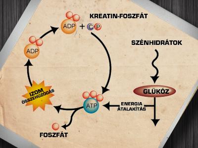 Anaerob körülmények: Glukóz lebontás, ATP szintézis O 2 hiányábanl