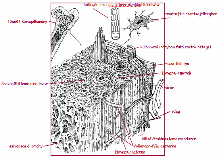 A csontok járulékos alkotórészei: nem csontszövet-eredetűek 1.