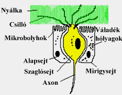 szaglásban.