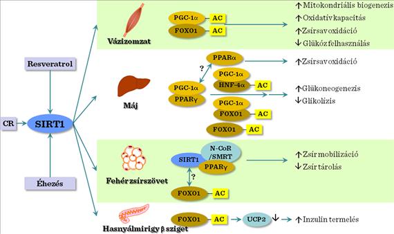 glikogén szerkezet és biogenezis anti aging luma javítása és hidratálása anti aging