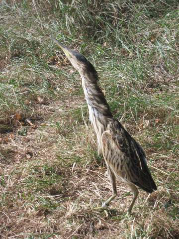 rendszeres fészkelője. Tömörd, 2008.augusztus 8.