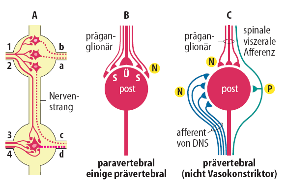 Viscero-viscerális reflex.