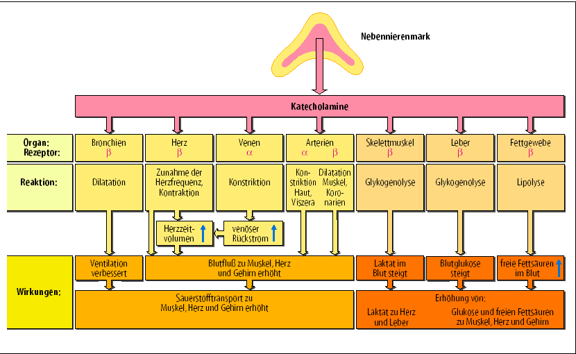 A mellékvesevelő aktiválódásának következményei Adrenalin: 0,2 g/kg/min Noradrenalin: 0,05 g/kg/min mellékvesevelő katecholaminok szerv receptor reakció bronchus szív vénák artériák vázizom máj