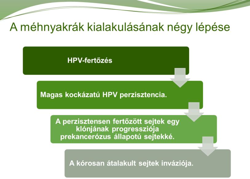 6. A HPV-fertőzés és a méhnyakrák fejlődésmenete, klinikai megjelenése A fentiek alapján látható, hogy a méhnyakrák kialakulása négy lépésben történik: (1) HPV-fertőzés; (2) HR-HPV perzisztencia; (3)