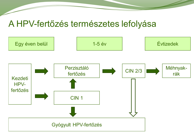 A magas kockázatú HPV típusok onkogén hatásúak, és a méhnyakrák, valamint egyéb anogenitális rosszindulatú elváltozások kialakulásáért felelősek. Ilyen típusok pl.