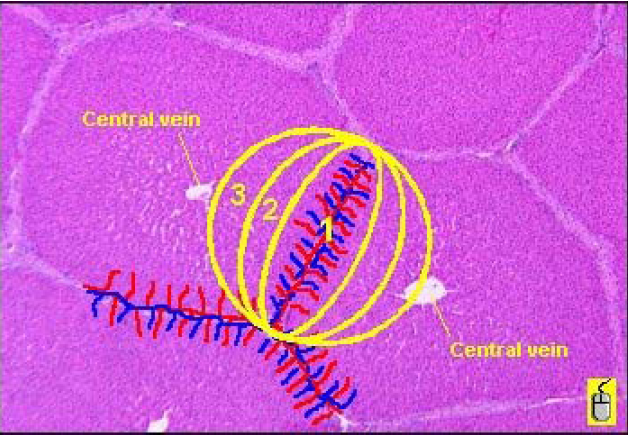 Hemodinamikai és