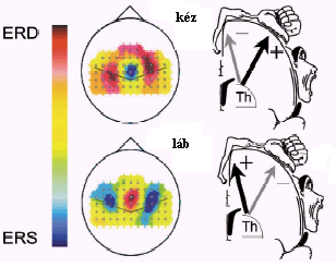 Eseményfüggő EEG válaszok 10. ábra. A kéz, illetve a láb mozgásakor megjelenő fokális aktiválás/környező gátlás sematikus ábrája (10). 4.