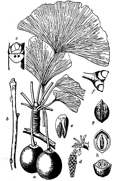 zavarokra (gyökér). Ginkgoaceae (páfrányfenyőfélék), D-Kína, nyitvatermő, kétlaki, 20-40 m magas fa, legyezőszerű, villás erezetű levél, termés : húsos burok, csontkemény héjban mag.