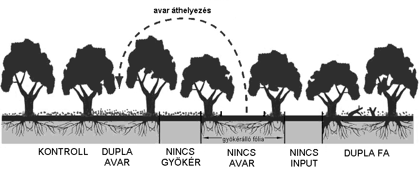 4.2. A DIRT Projectben alkalmazott kezelések A DIRT (Detritus Input and Removal Treatments) koncepciót a Wisconsin Egyetemen 1957-ben dolgozták ki az ottani füves területek és erdő ökoszisztémák