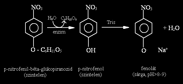 fenoláttá. Ennek színintenzitása arányos a talaj aktivitásával. 1,4-β-glükozidáz 6. ábra. A p-nitrofenil-β-glükopiranozid enzimatikus hidrolízise.