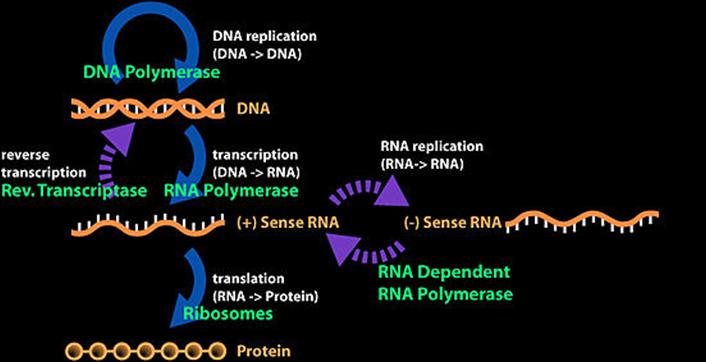 A centrális dogma Kibővített verzió Francis Crick DNS replikáció (DNS->DNS) Reverz transzkripció DNS transzkripció