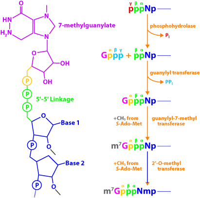 mrns érés foszfohidroláz Cap-képződés lépései guanilil transzferáz 5 trifoszfál lehasítása Guanozin származék