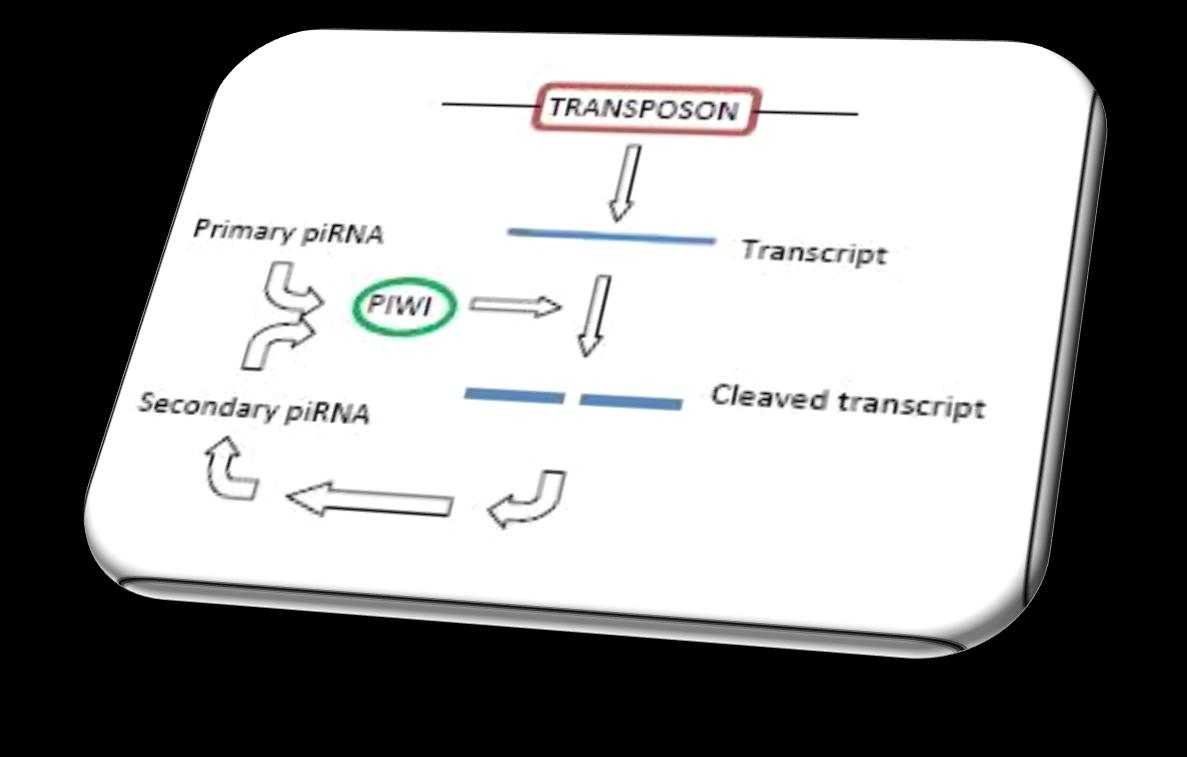 irnas (PIWI-interacting RNS) Dicer-független ~24 30 nt PIWI-fehérjékkel alkot komlexet Ivari őssejtek