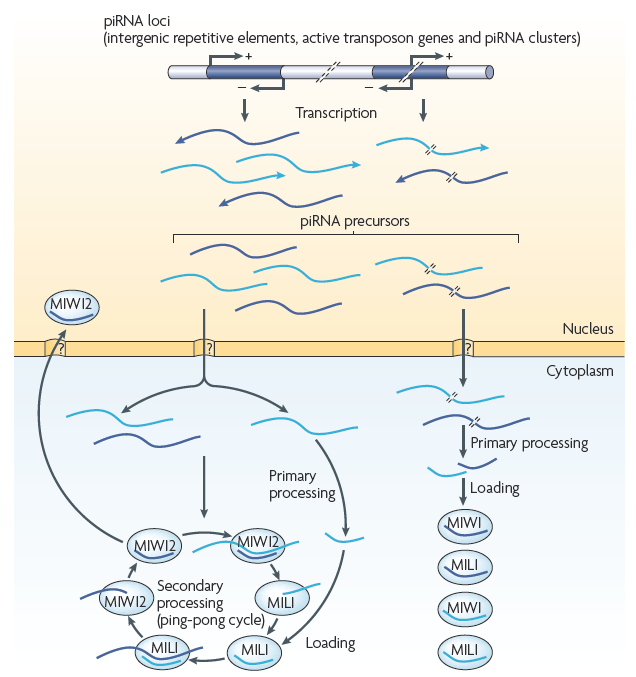 PiRNS Biogenesis