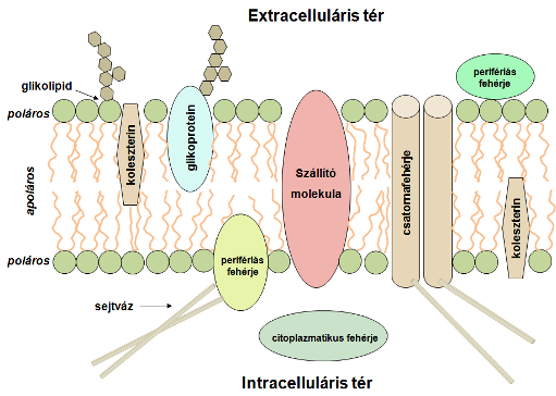 2. fejezet - Sejtélettan 1. A sejtmembrán szerkezete és funkciói 1.1. A sejtmembrán szerkezete Az élő szervezetek alaki és működési egysége a sejt.