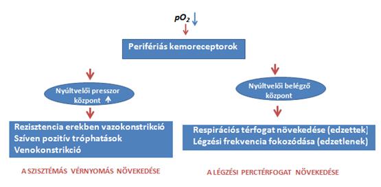 A keringés magas nyomású részein lévő baroreceptorok (sinus caroticus, aortaív receptorai) izgalma mindkét esetben deprimáló hatást vált ki.