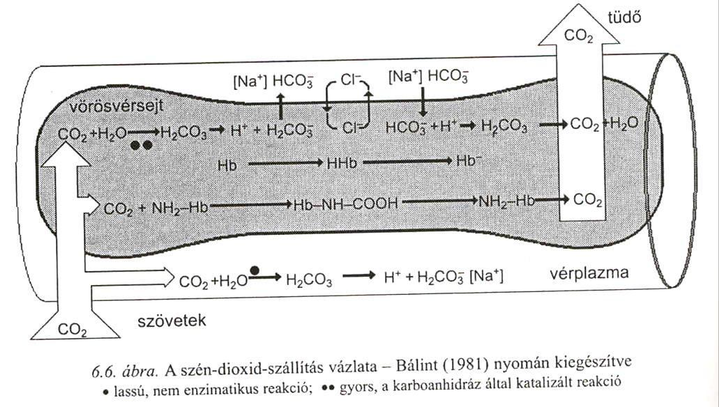 A VÉR GÁZSZÁLLÍTÁSA nyomáskülönbségeknek megfelelően O 2 a hemoglobinhoz kötve a