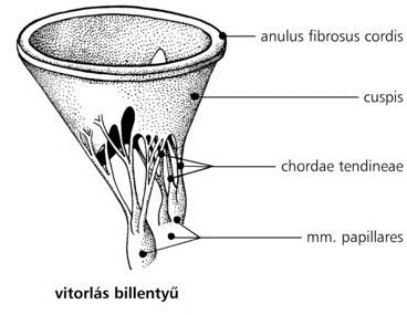 Vitorlás billentyűk Pitvarok és kamrák között Vitorlák ínhúrokban