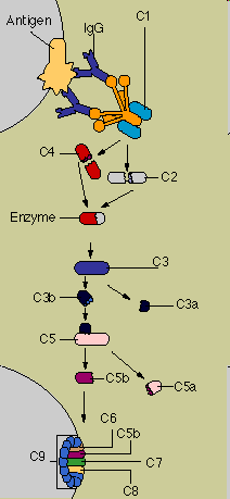 A komplement rendszer 1. 1. C1 antigénkötés hatására aktiválódik 2. C1 aktiválja C2-t és C4-t 3. C2aC4b C3 konvertáz (aktiválja C3-at) 4.