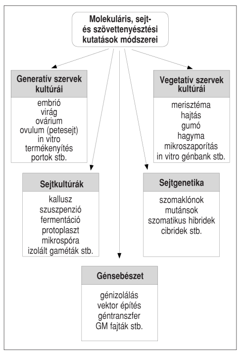 I. Bevezetés 1/6. ábra: A növényi biotechnológia és géntechnológia fontosabb területei, valamint módszerei Az 1/6. és 1/7.