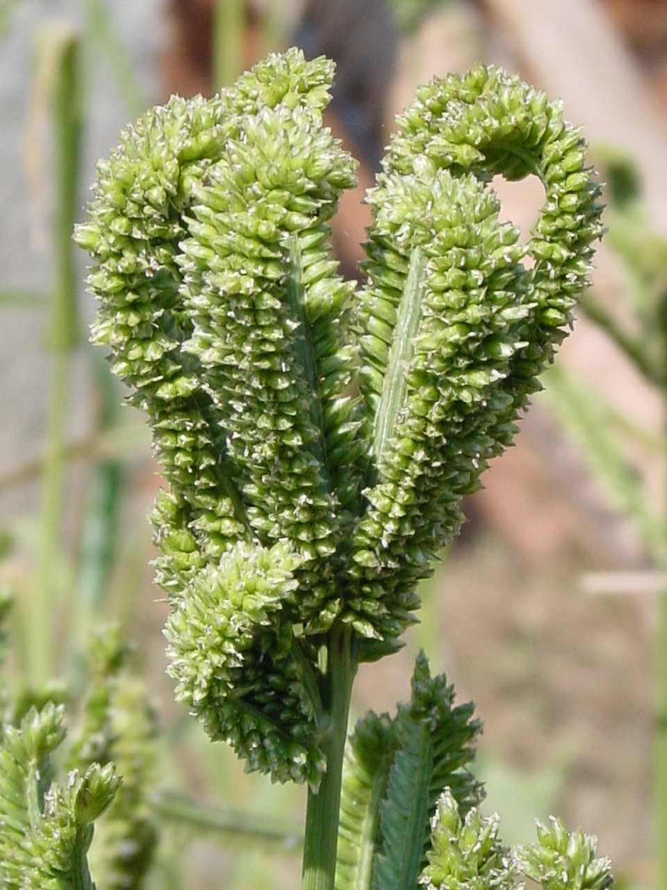 Korakánköles, ujjasköles, ragi (Eleusine coracana) (Poaceae) fontos élelmiszernövény