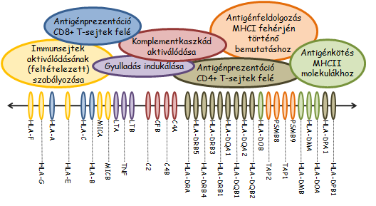 1.1.4 Az MHC régió egyéb, az immunrendszer működését szabályozó génjei A klasszikus MHC molekulákon túl az MHC régióban számos egyéb, immunológiai szempontból kiemelkedő jelentőségű protein is kódolt